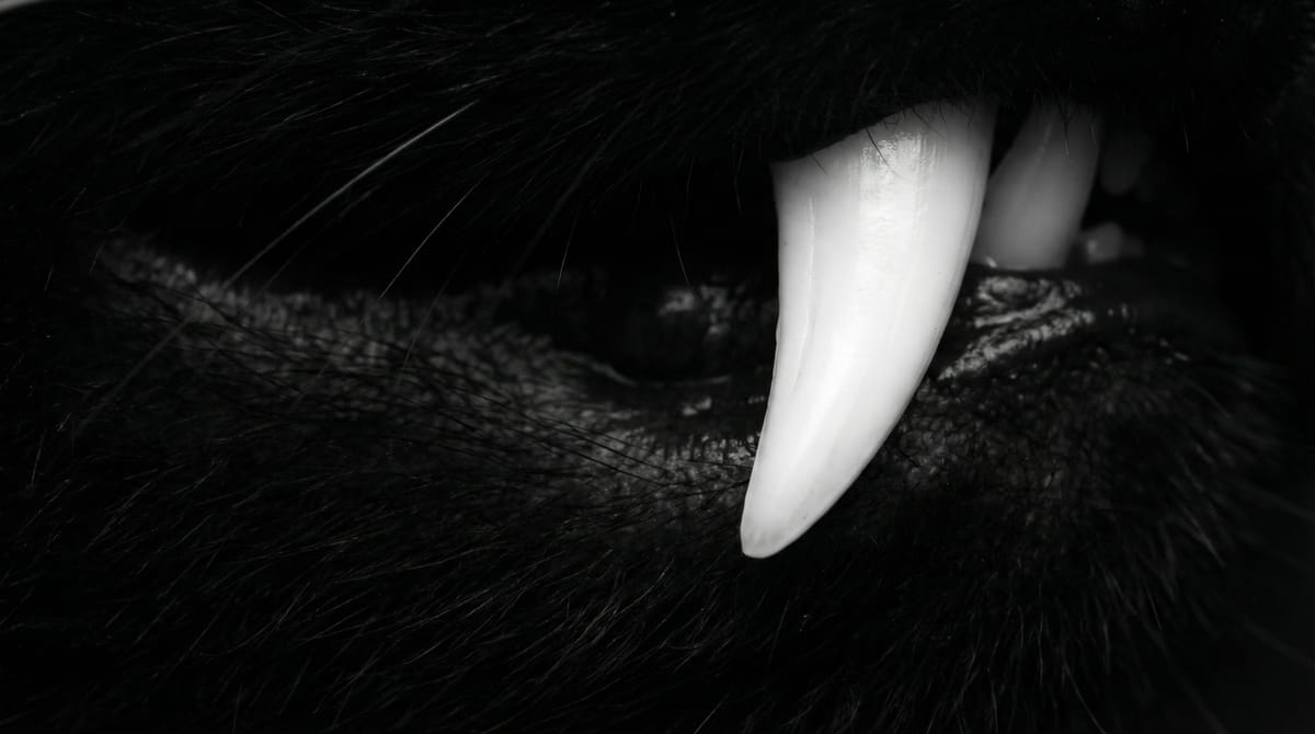 파는 사람의 뇌는 고장나 있다